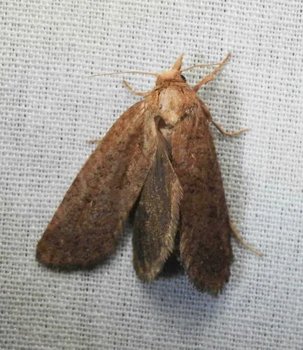 Walsingham's Grass Tubeworm Moth