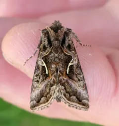 Autographa sansoni thumbnail 1