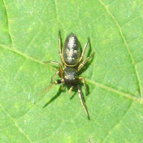 Thin-spined Jumping Spider