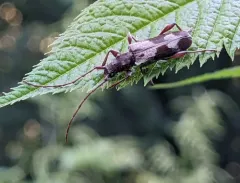 Hybodera tuberculata thumbnail 1