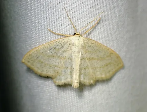 Four-lined Wave Moth