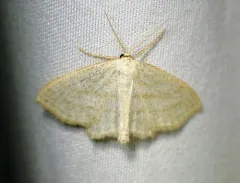 Four-lined Wave Moth thumbnail 1