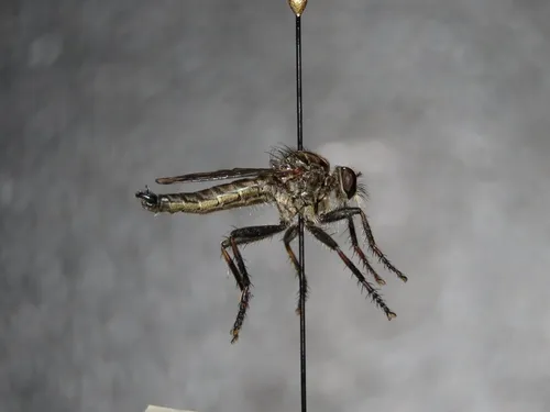 Machimus virginicus