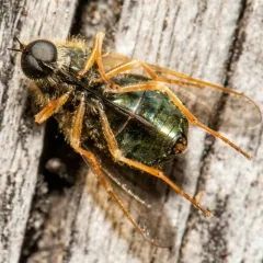 Eulonchus sapphirinus thumbnail 2