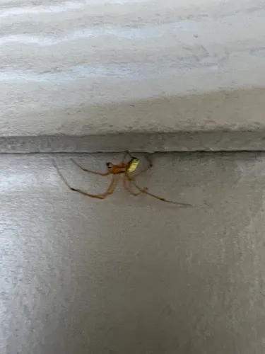 Scarce candy-striped spider
