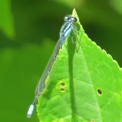 Skimming Bluet thumbnail 4