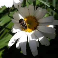 Hairy Flower Scarab thumbnail 2