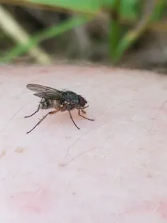 Eutrichota affinis thumbnail 2