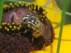 Striped Bromeliad Fly thumbnail 3