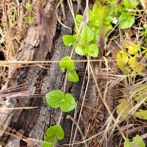 yerba buena