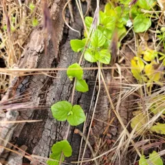 yerba buena thumbnail 1