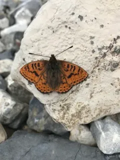 Astarte Fritillary thumbnail 3