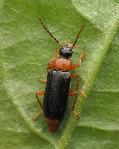 Pedilus elegans