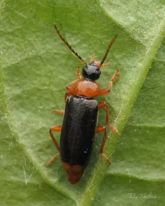 Pedilus elegans thumbnail 1