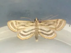 Parapoynx curviferalis thumbnail 4