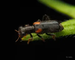 Red-shouldered Clerid thumbnail 1