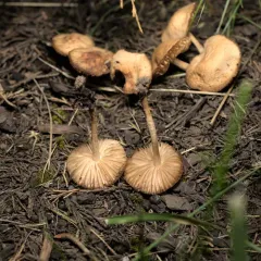 fairy ring marasmius thumbnail 4