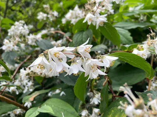 Deutzia