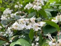 Deutzia thumbnail 1