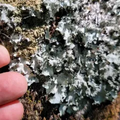 Salted Ruffle Lichen thumbnail 4