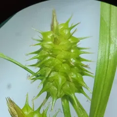 northeastern sedge thumbnail 1