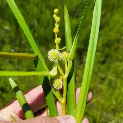 unbranched bur-reed thumbnail 3