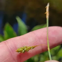 mud sedge thumbnail 2