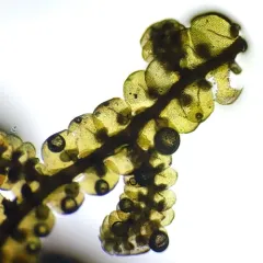 Asa Gray's Scalewort thumbnail 3