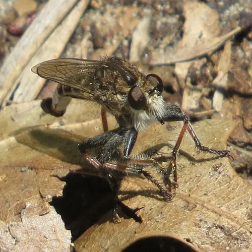 Sand Hammertail