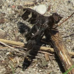 Adorned Bee Fly thumbnail 3