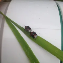 Twice-stabbed Stink Bug thumbnail 3