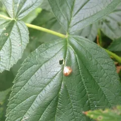 Golden Tortoise Beetle thumbnail 2