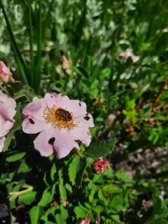 Kern's Flower Scarab thumbnail 3