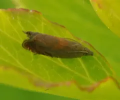 Tansy Root Moth thumbnail 3