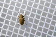 Sweet Clover Weevil thumbnail 2