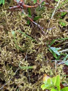 Iceland Lichen thumbnail 3