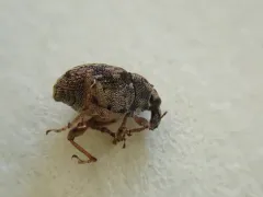 Rhinoncus bruchoides thumbnail 2