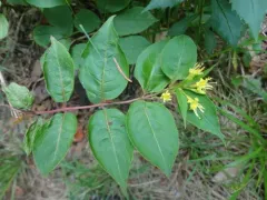 northern bush honeysuckle photo