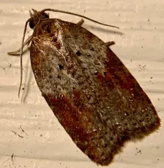 Viburnum Acleris Moth thumbnail 3