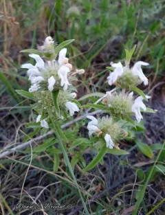 Plains Beebalm thumbnail 3