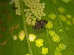 Texocoris nigrellus thumbnail 1