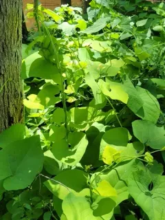 graybark grape thumbnail 3
