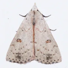 Deadwood Borer Moth thumbnail 4