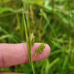 pale sedge thumbnail 4