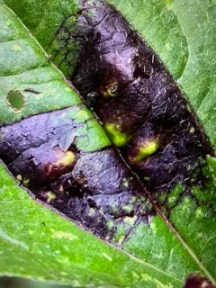 Rudbeckia Triozid thumbnail 4