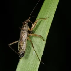 Broad Damsel Bug thumbnail 4