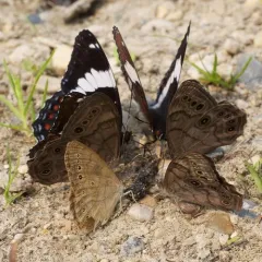 Northern Pearly-eye thumbnail 3