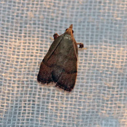 Drab Condylolomia Moth