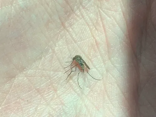 Aedes impiger