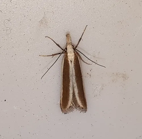 Juniper Webworm Moth